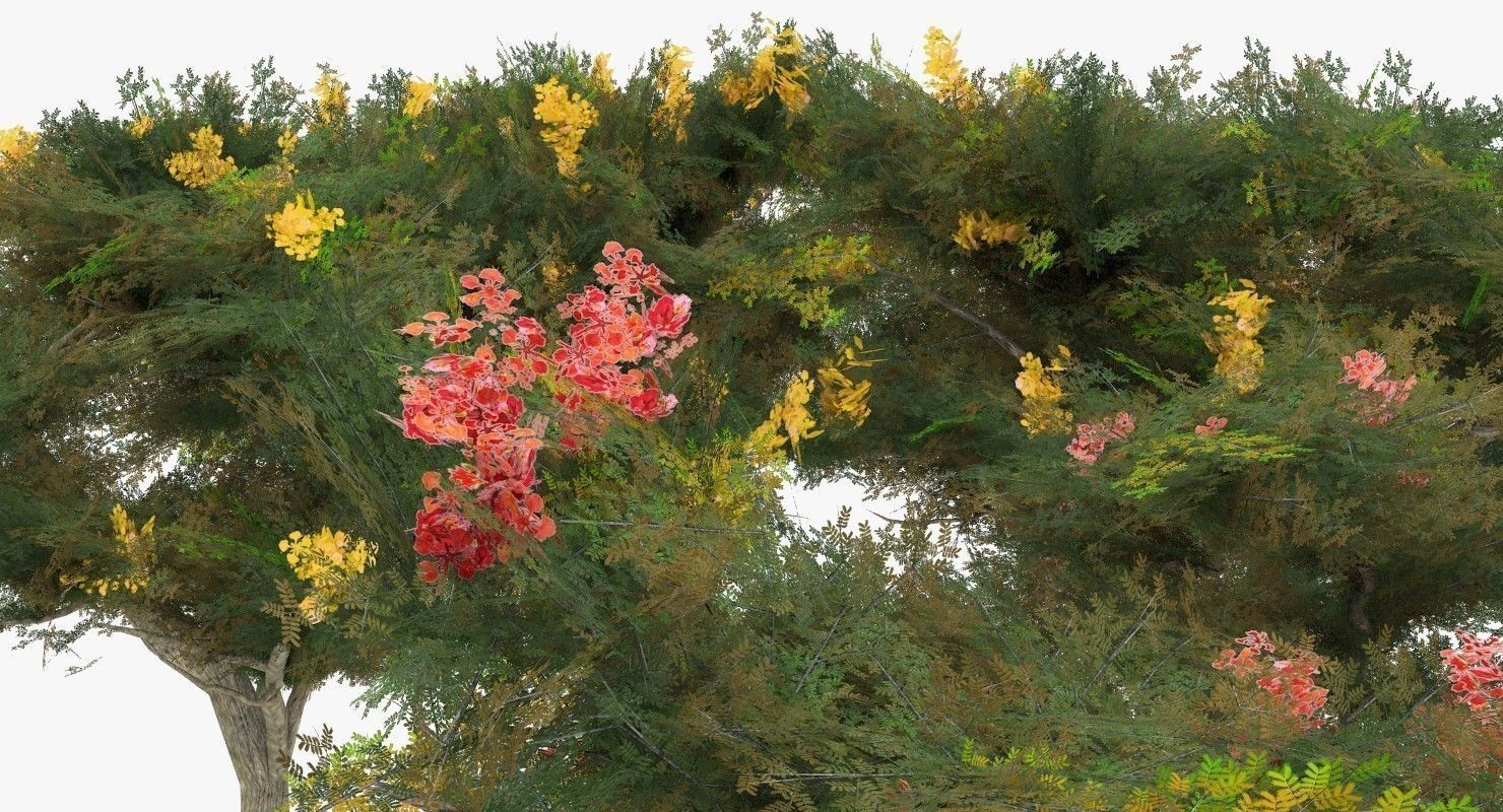 Acacia Tortillis Flower 5 Trees Low-poly 3D model_5