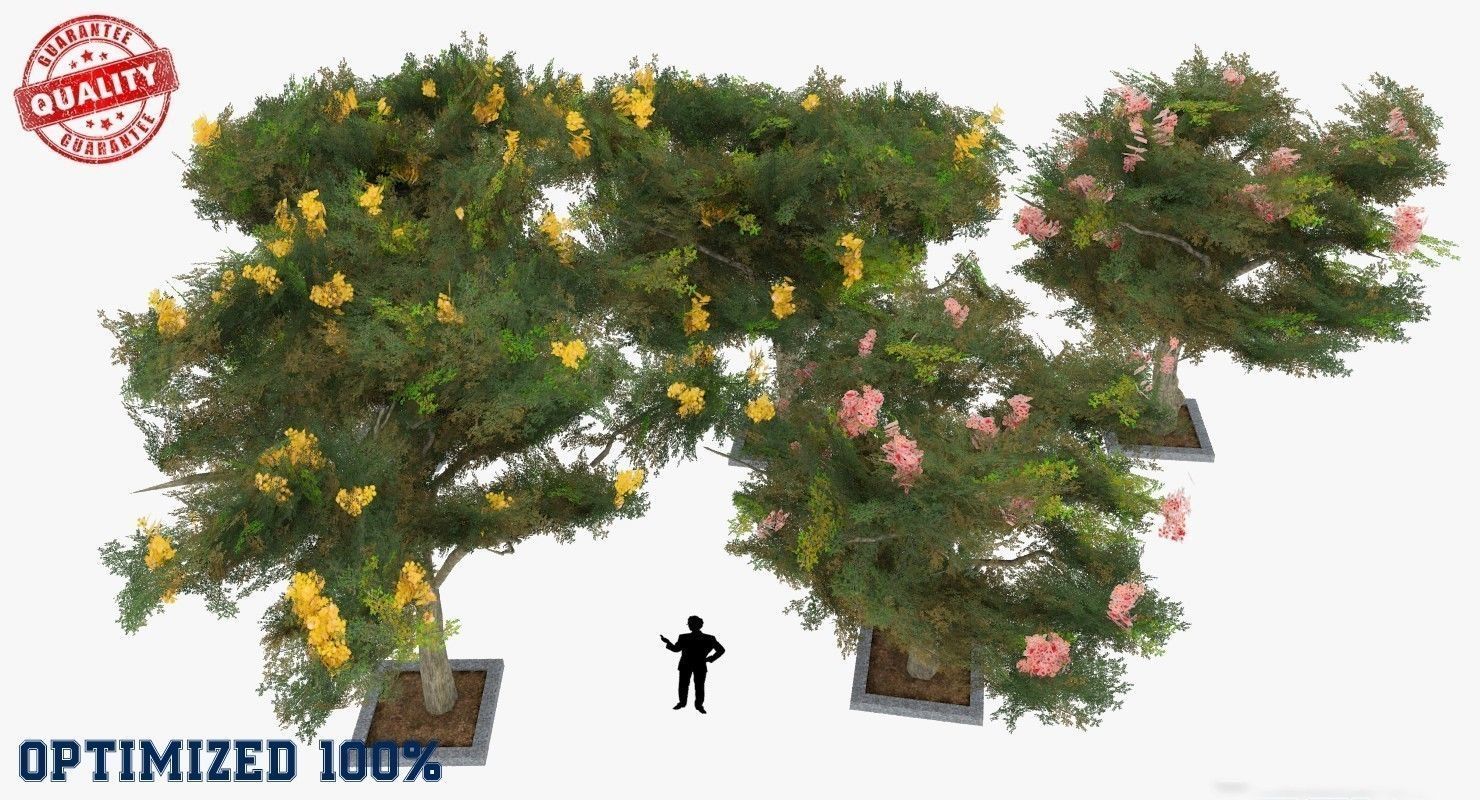 Acacia Tortillis Flower 5 Trees Low-poly 3D model_1