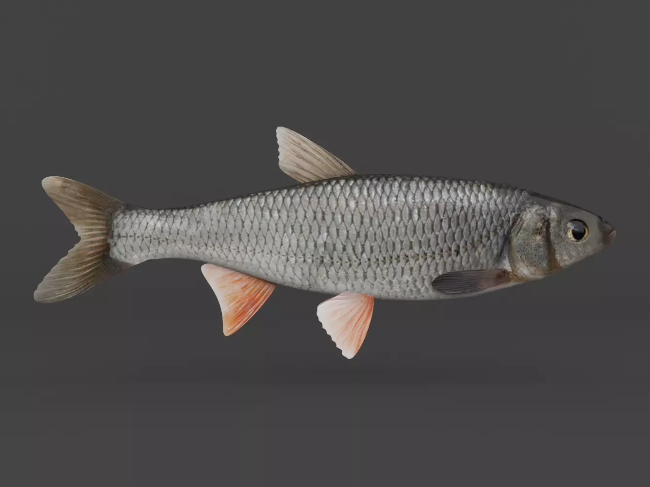 Fish Dace 3D model_0