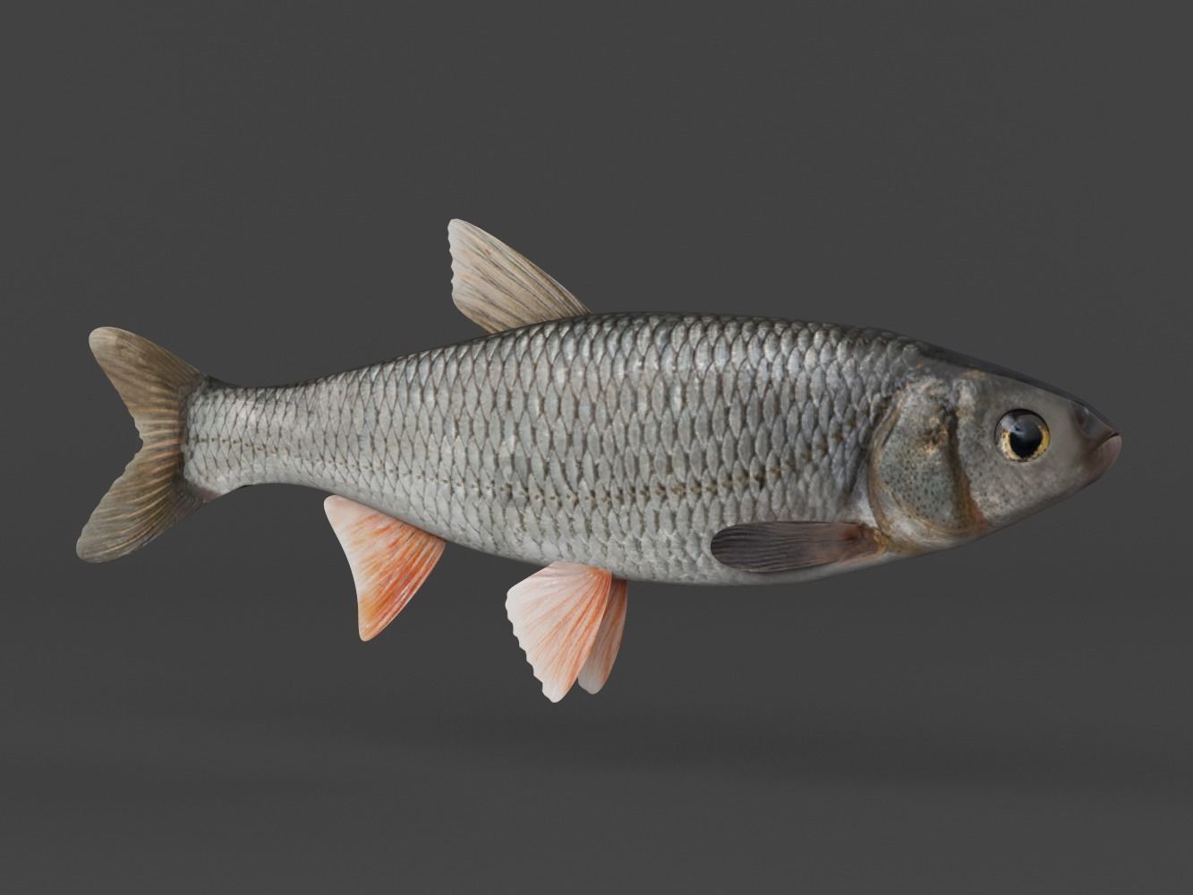 Fish Dace 3D model_1