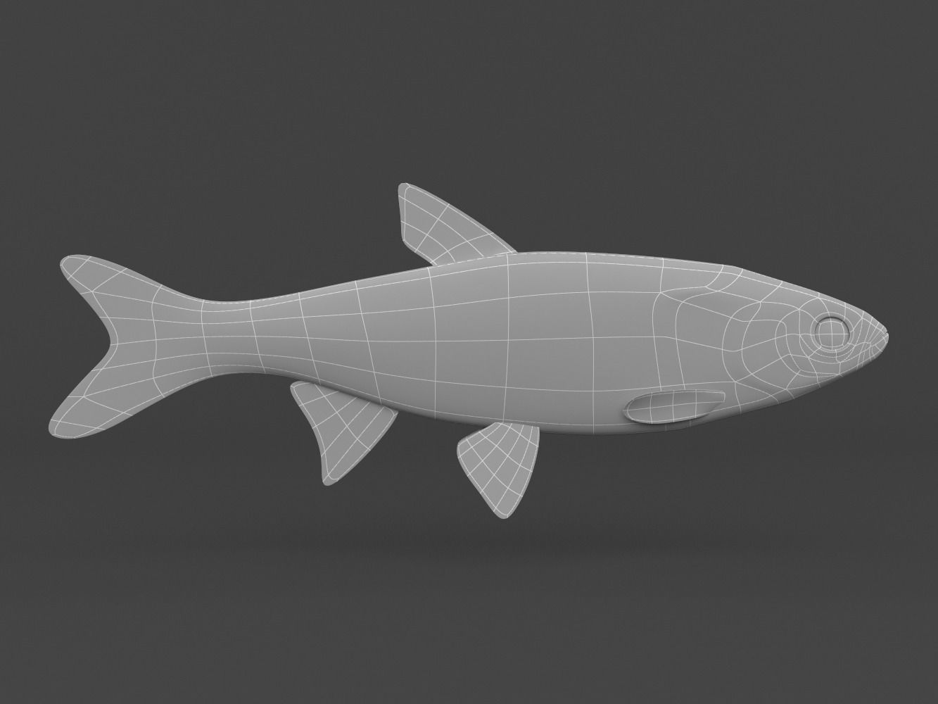 Fish Dace 3D model_5