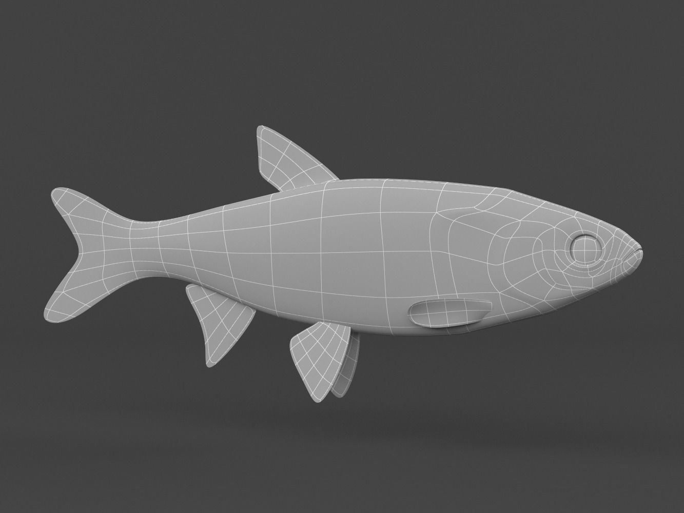Fish Dace 3D model_6