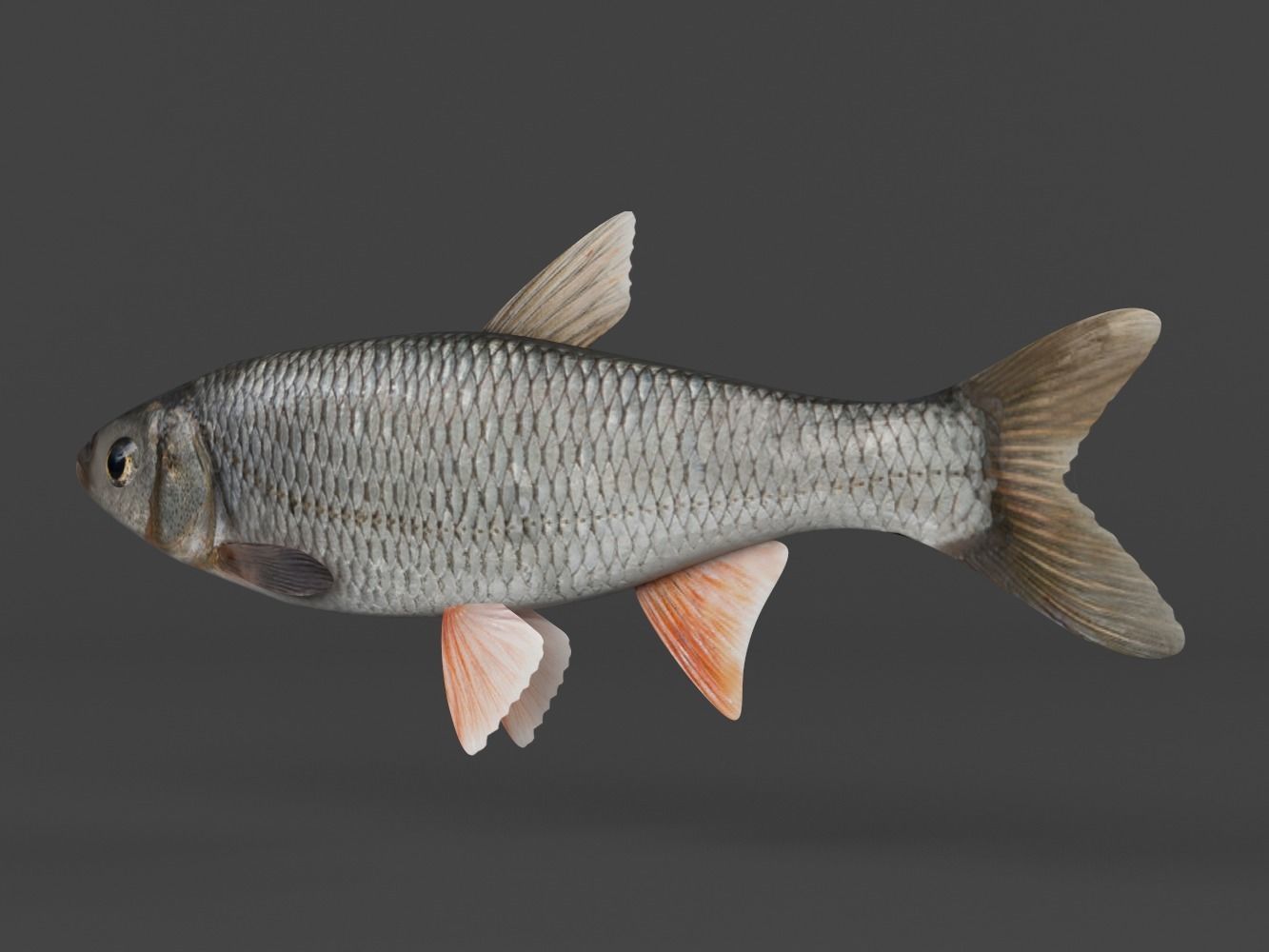 Fish Dace 3D model_3
