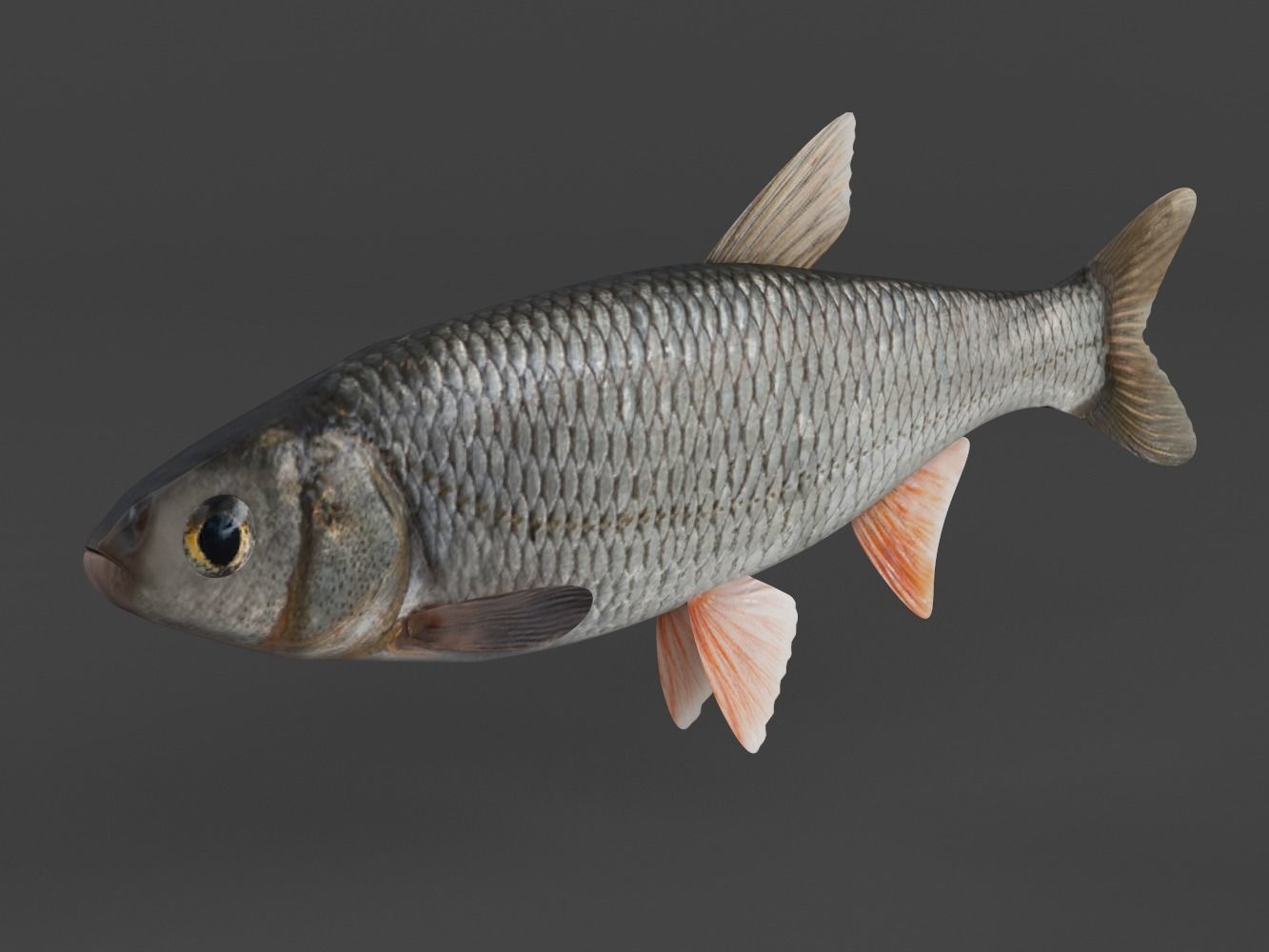 Fish Dace 3D model_2