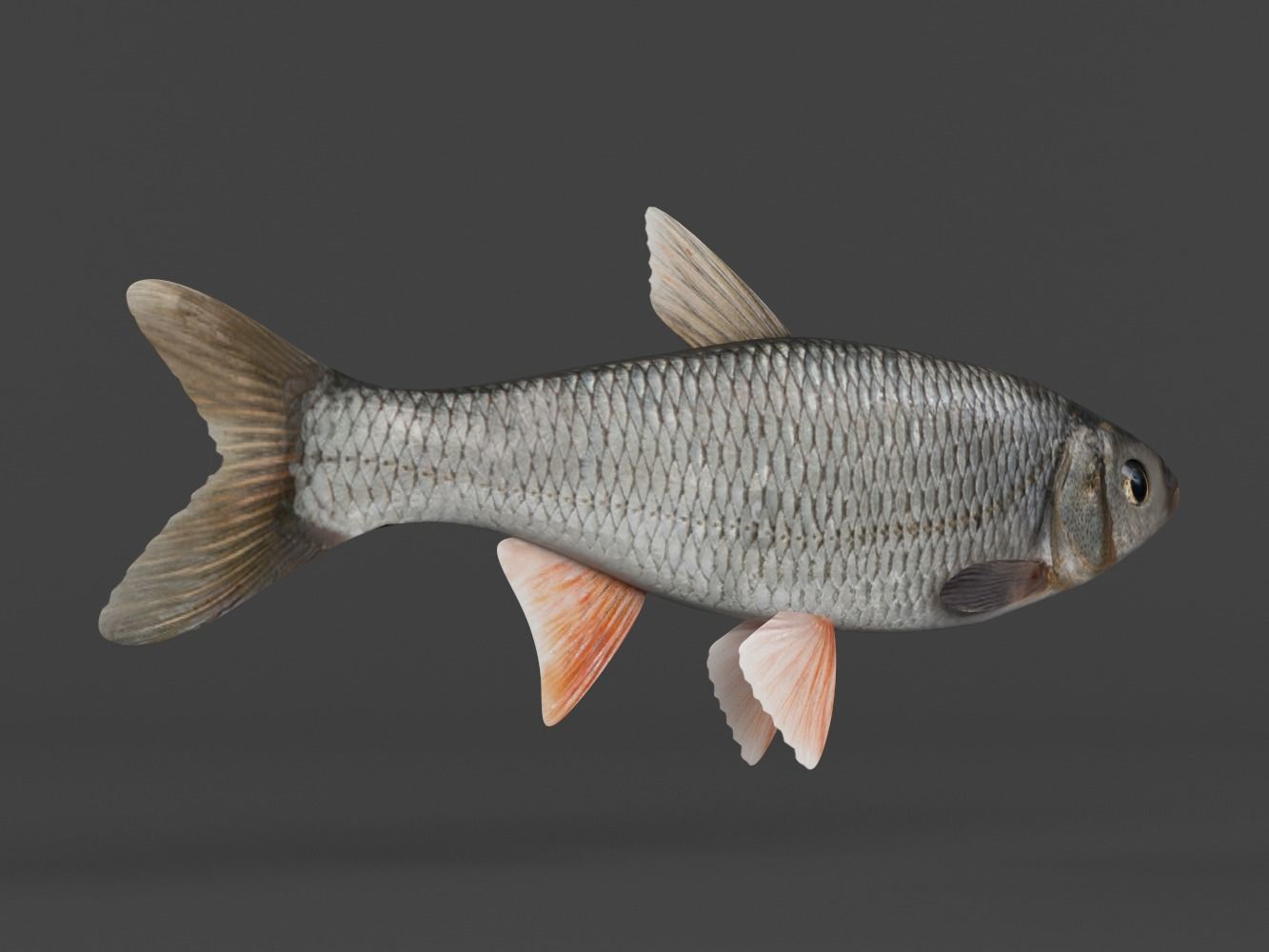 Fish Dace 3D model_4