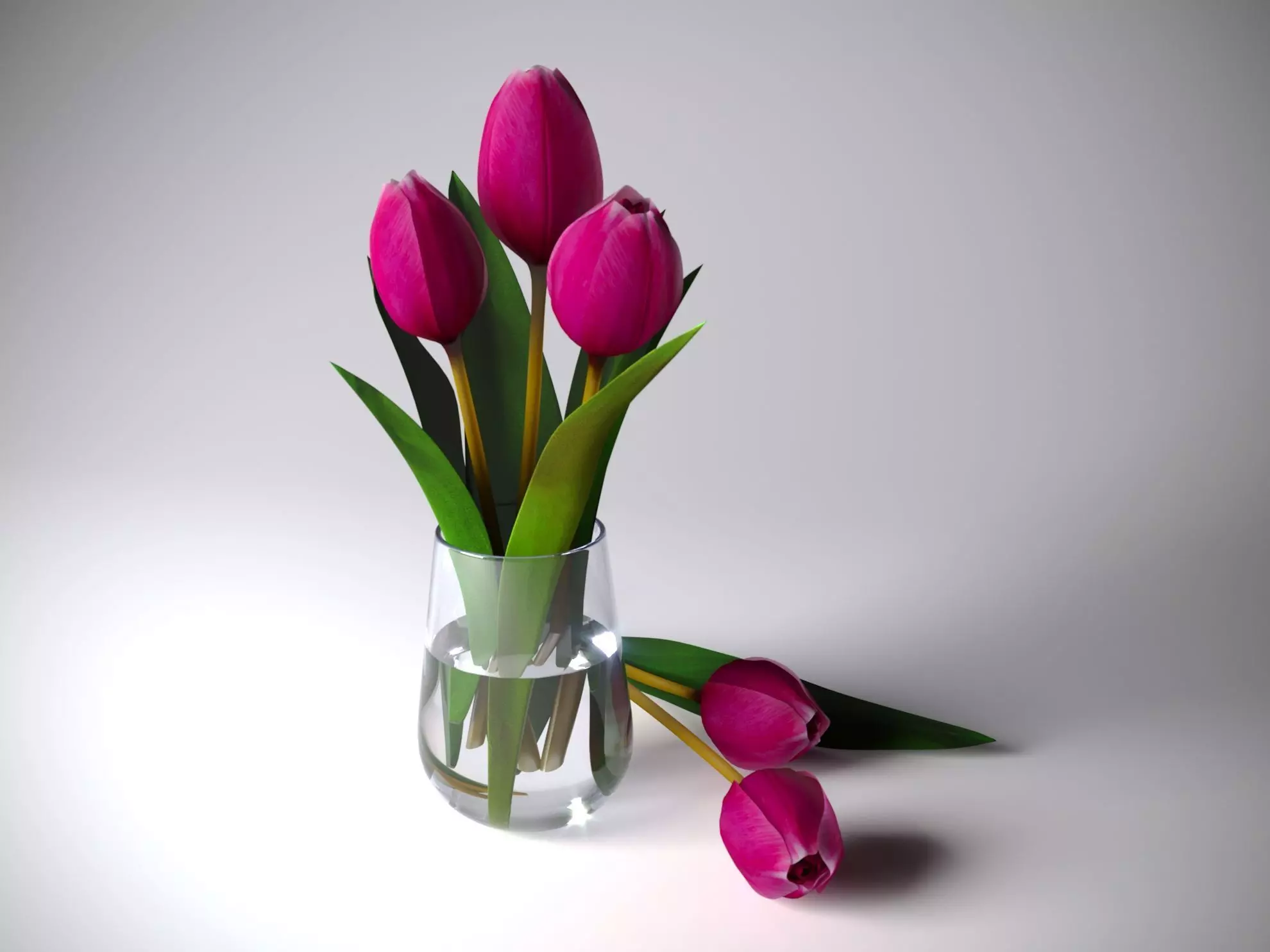 Flowers Tulips Free 3D model