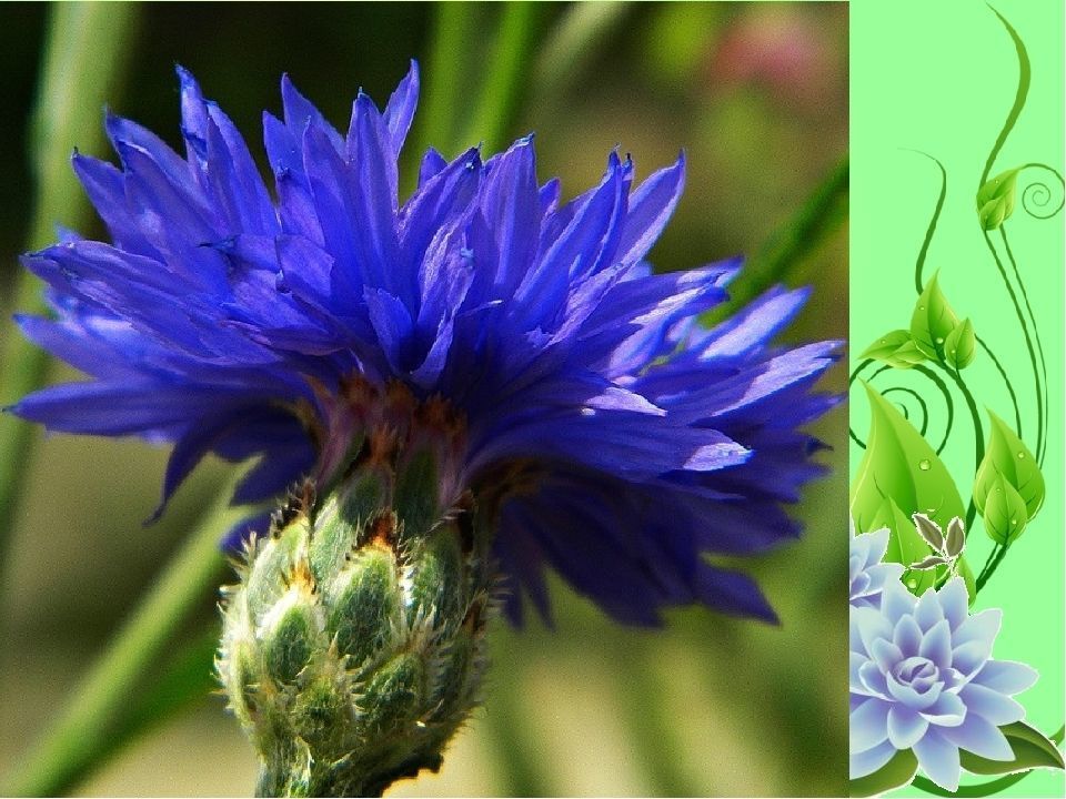 Ring with Iris and Pear 3D print model_5