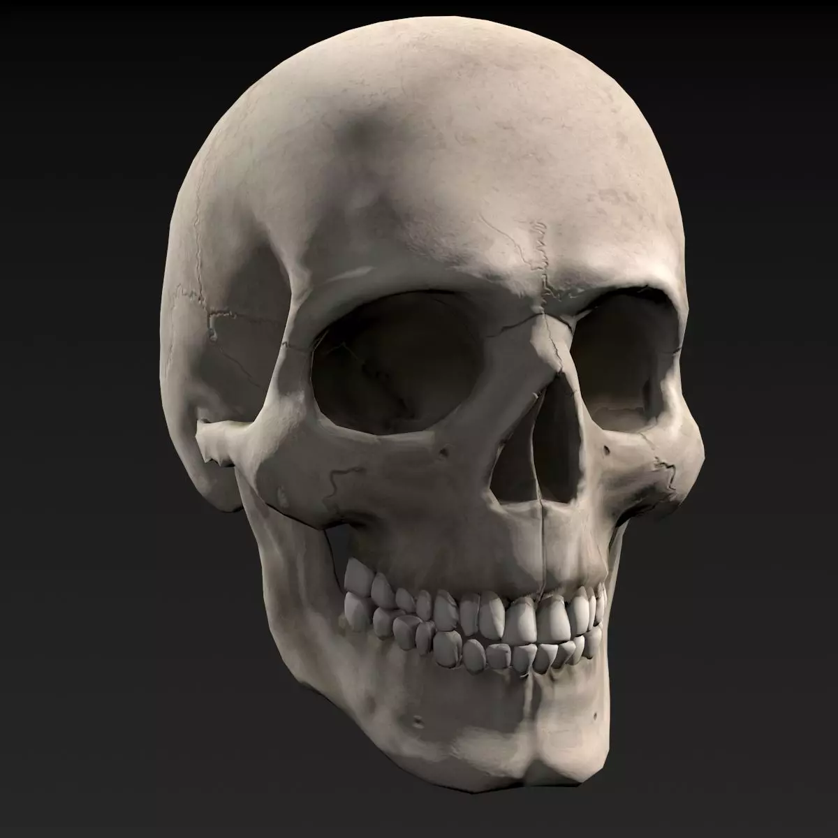 3D Realistic Anatomical Human Male Skull model Low-poly 3D model