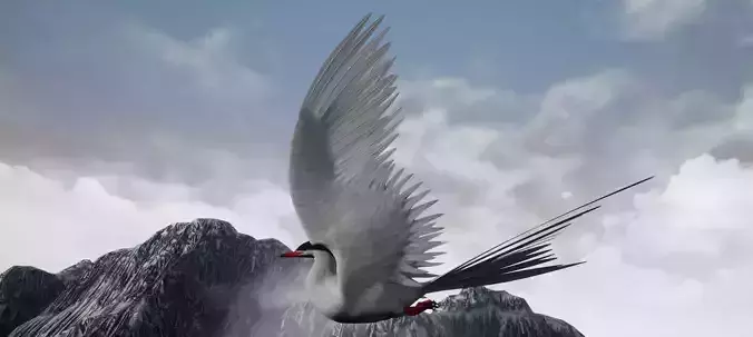 Arctic Tern Bird Game Ready Model Unreal Engine 