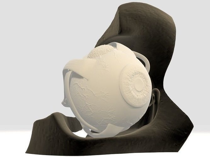 Anatomy Eye Printable 3D print model
