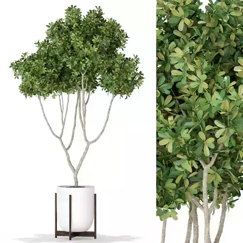 Plants collection 393