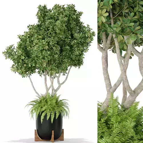 Plants collection 394