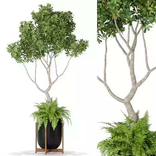 Plants collection 395