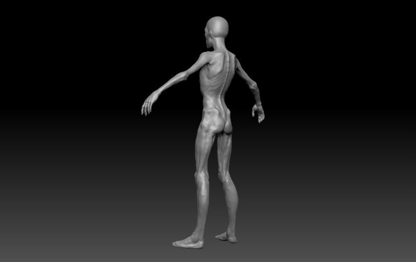 Skinny Human ZBrush Base  3D model_8