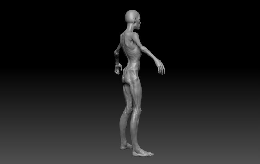 Skinny Human ZBrush Base  3D model_5