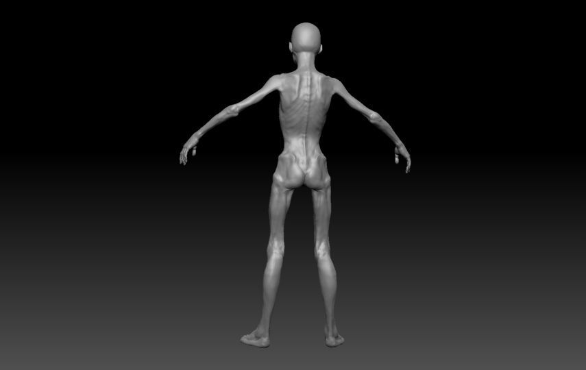 Skinny Human ZBrush Base  3D model_7