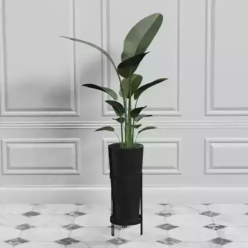 Potted Plant Birds Of Paradise Free low-poly 3D model