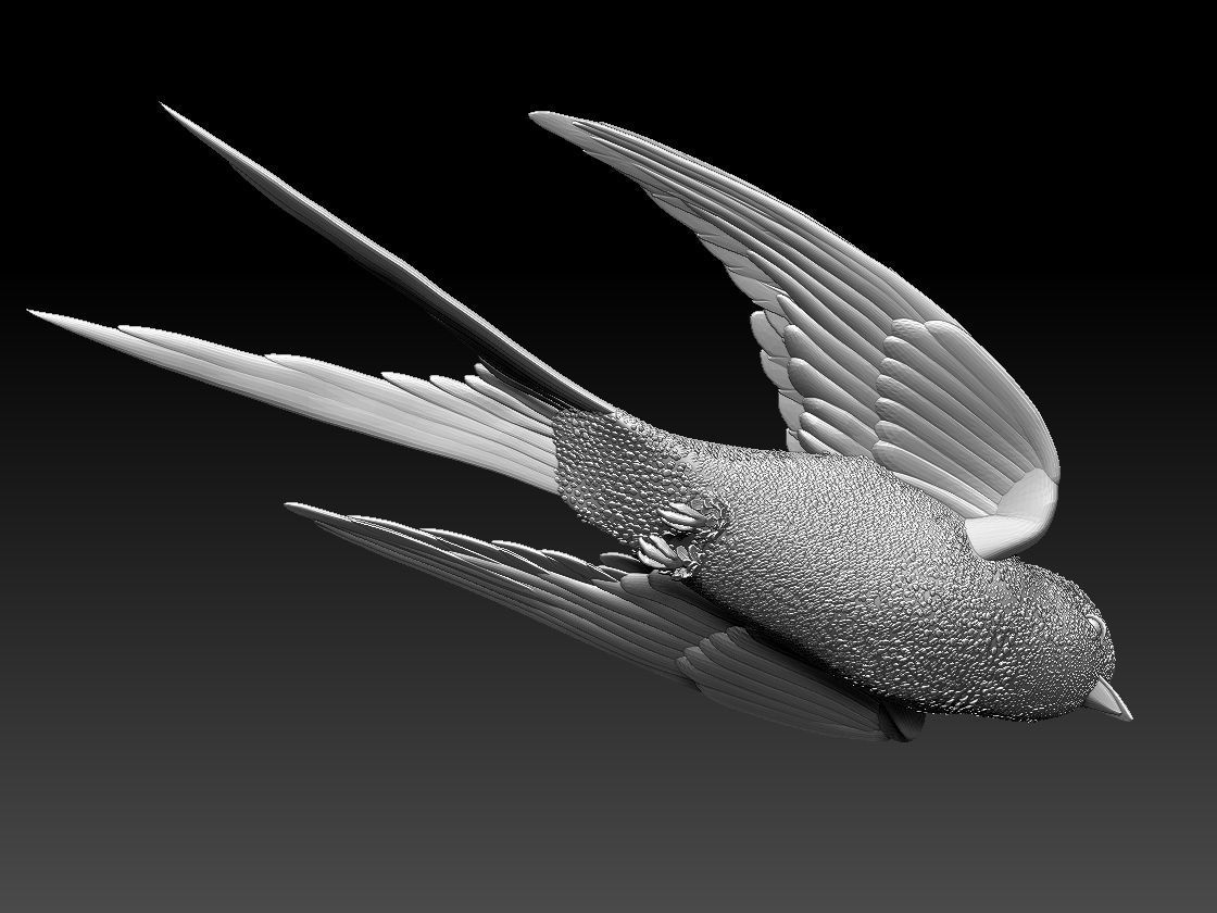 swallow sparrow 3D print model_40