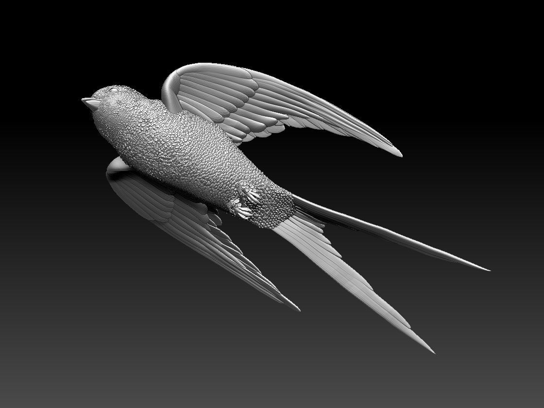 swallow sparrow 3D print model_3
