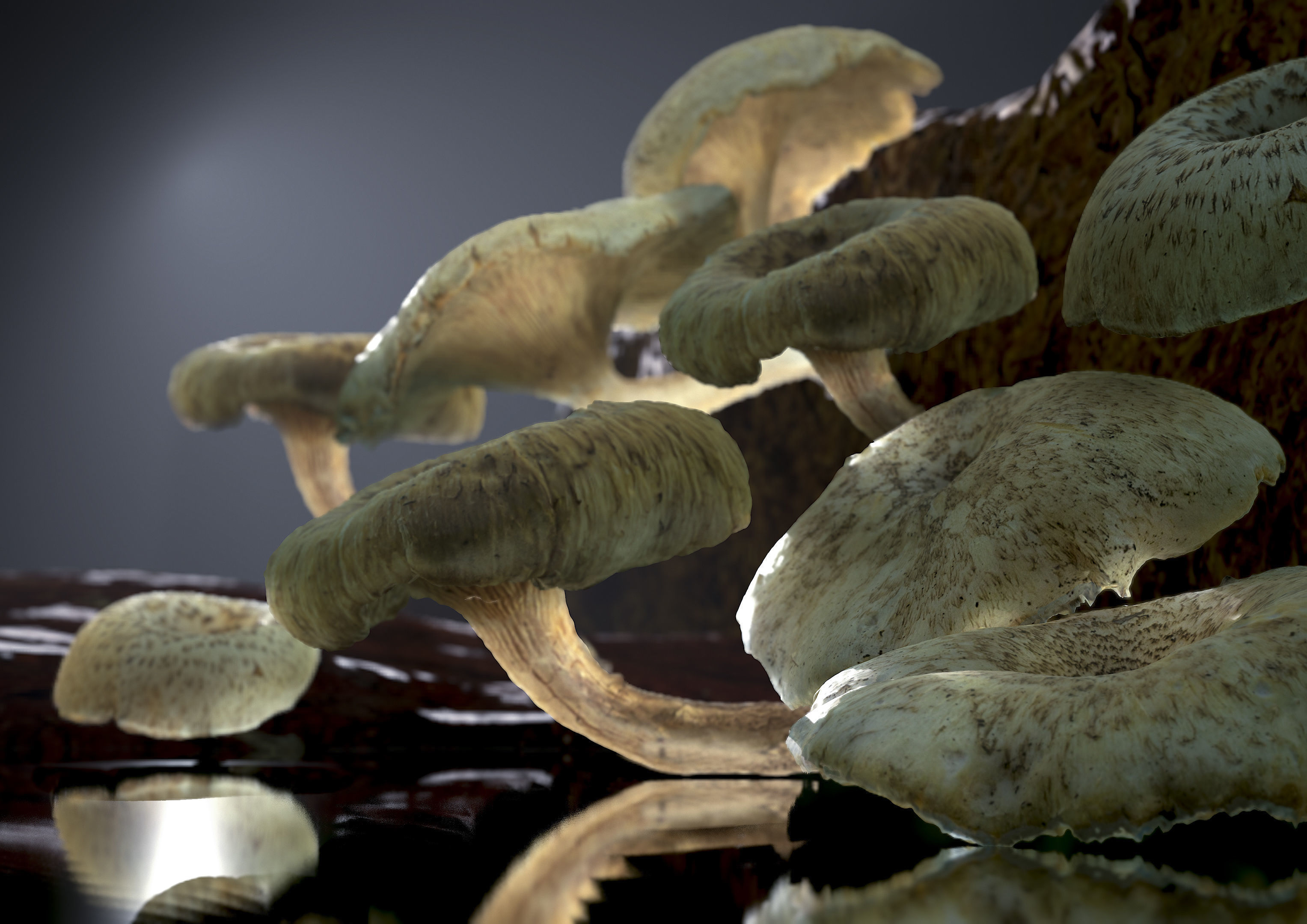 Wild Mushrooms - Lentinus Tigrinus Water Fungus Low-poly 3D model_1