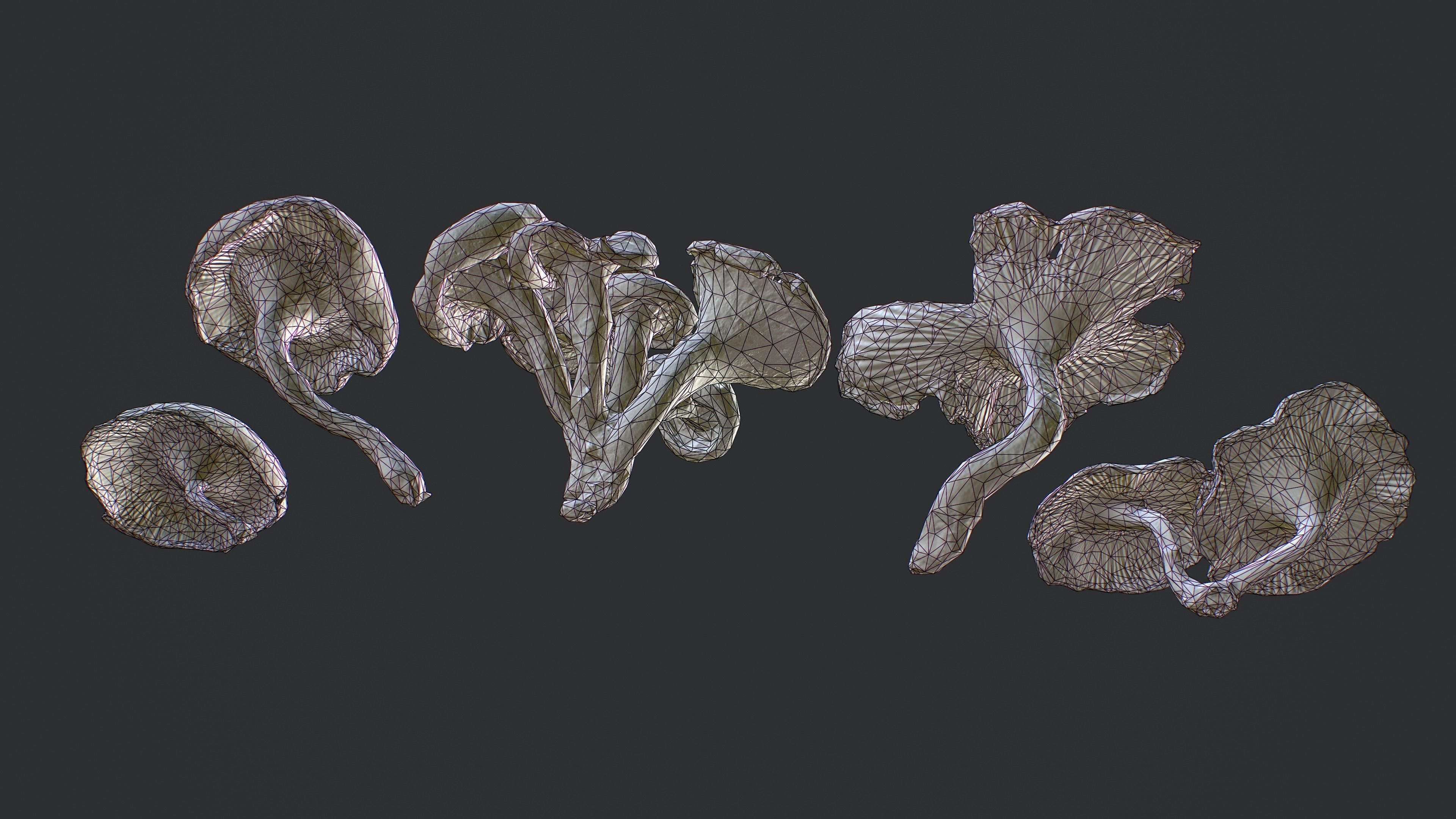 Wild Mushrooms - Lentinus Tigrinus Water Fungus Low-poly 3D model_8