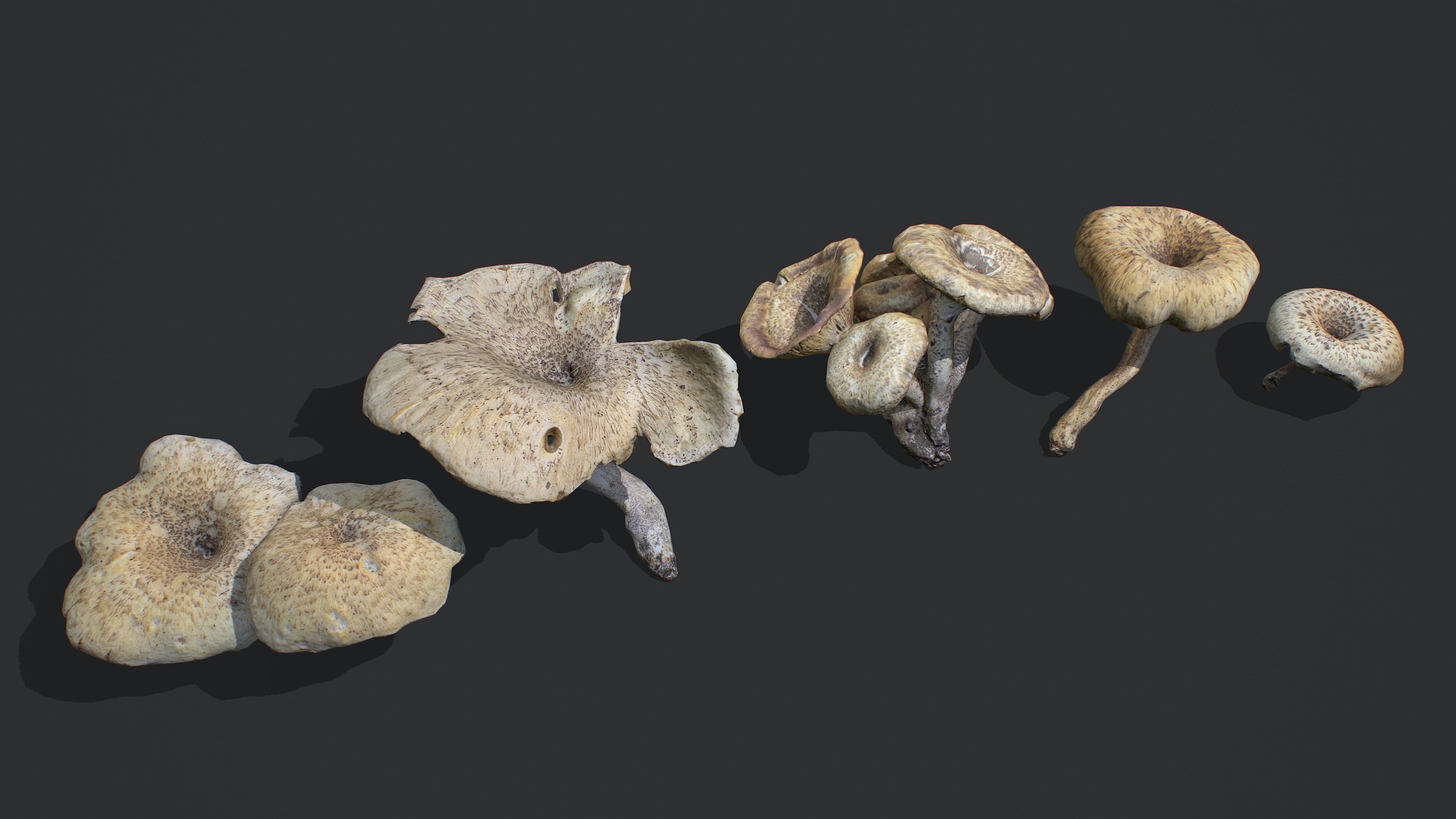 Wild Mushrooms - Lentinus Tigrinus Water Fungus Low-poly 3D model_2