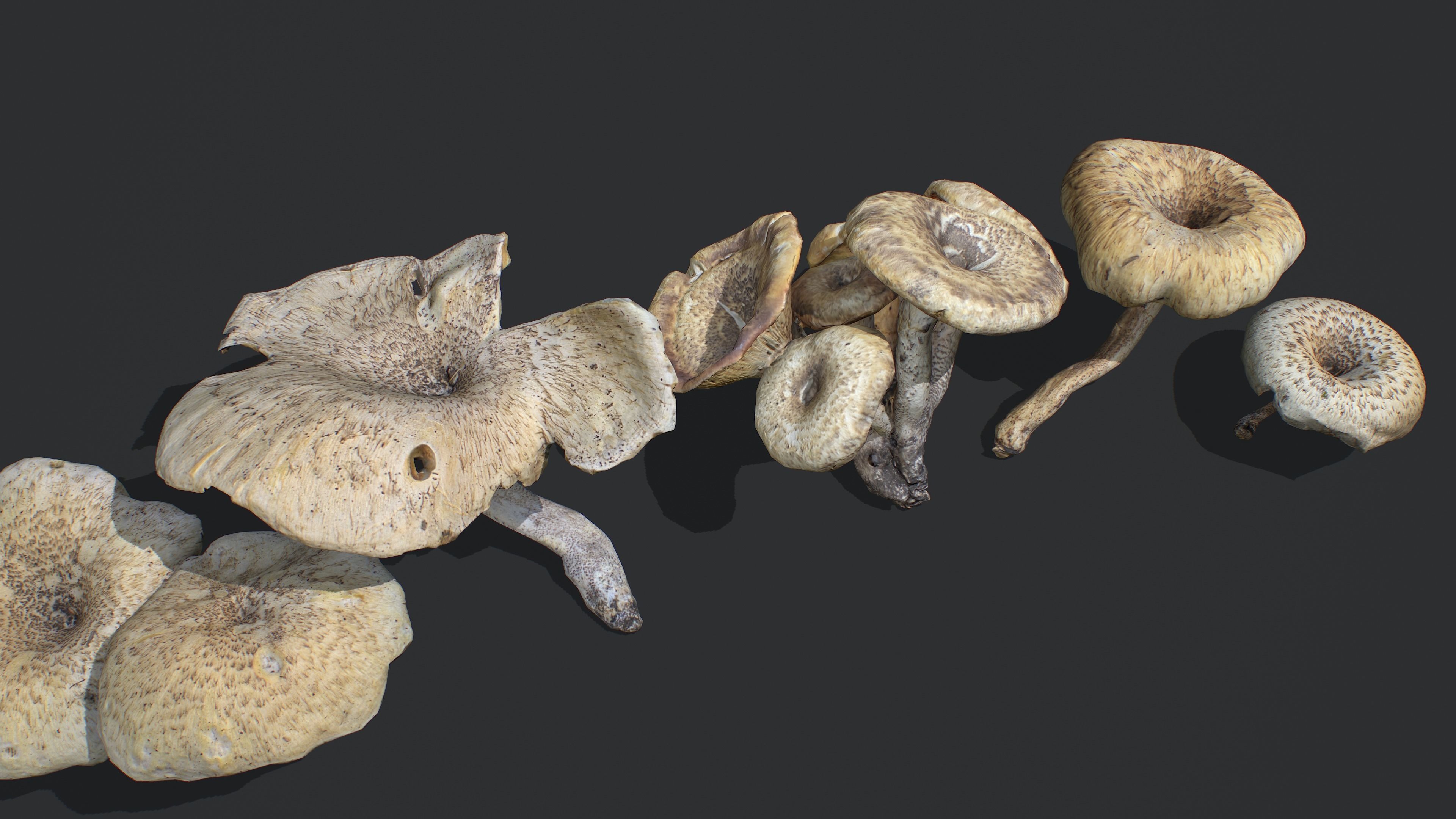 Wild Mushrooms - Lentinus Tigrinus Water Fungus Low-poly 3D model_5