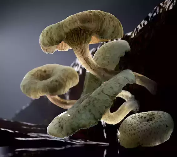 Wild Mushrooms - Lentinus Tigrinus Water Fungus Low-poly 3D model