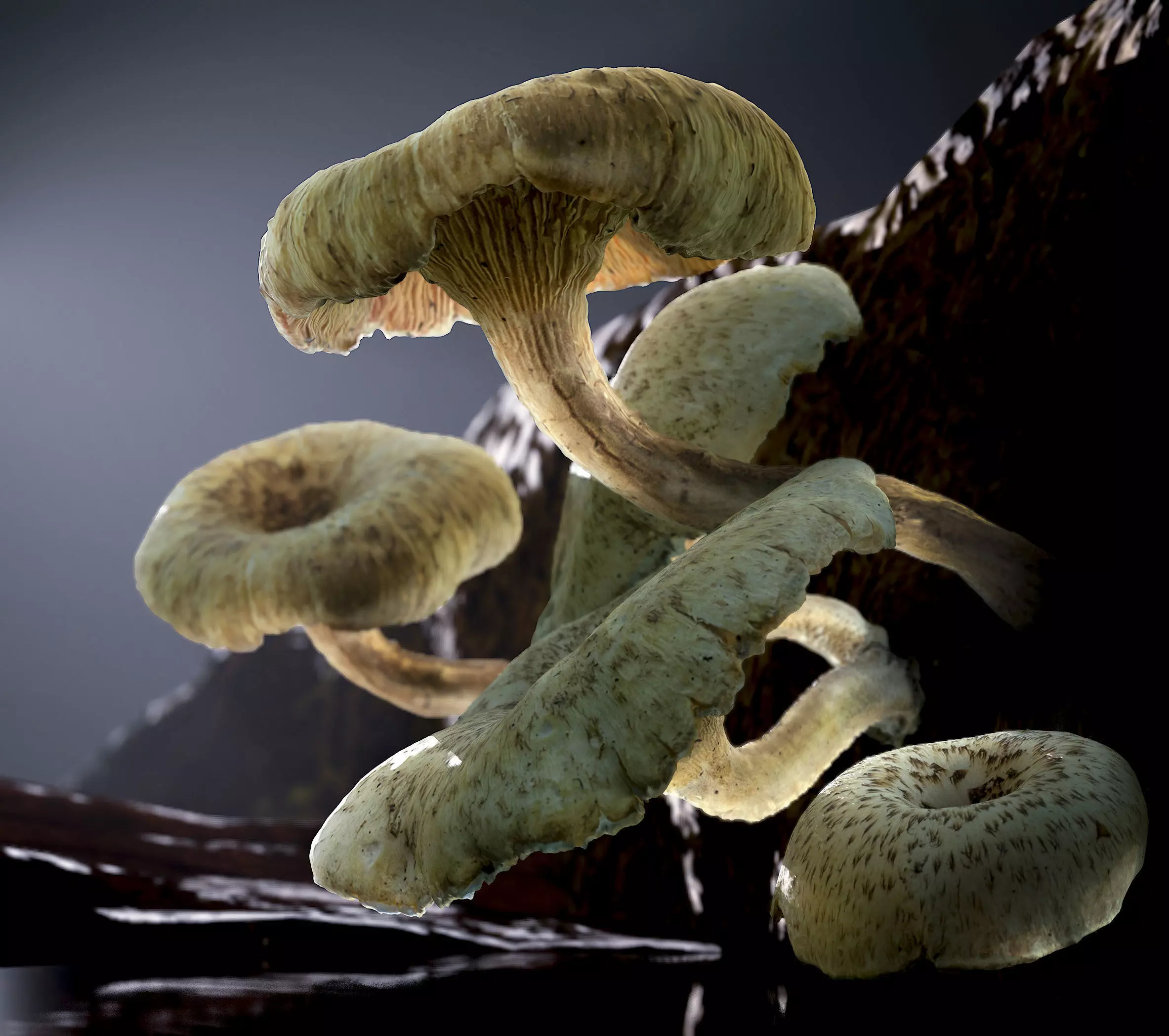 Wild Mushrooms - Lentinus Tigrinus Water Fungus Low-poly 3D model_0