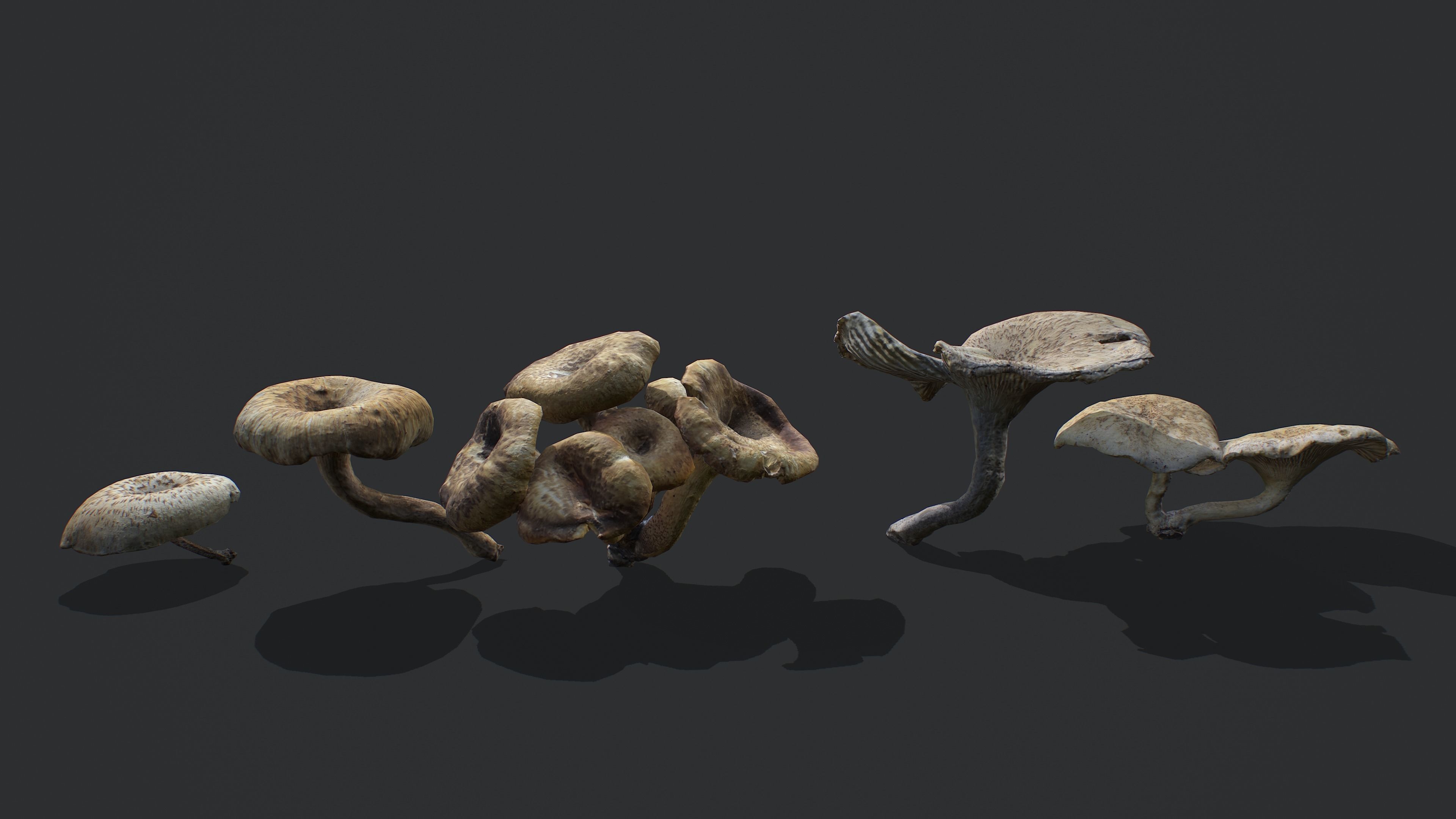 Wild Mushrooms - Lentinus Tigrinus Water Fungus Low-poly 3D model_3