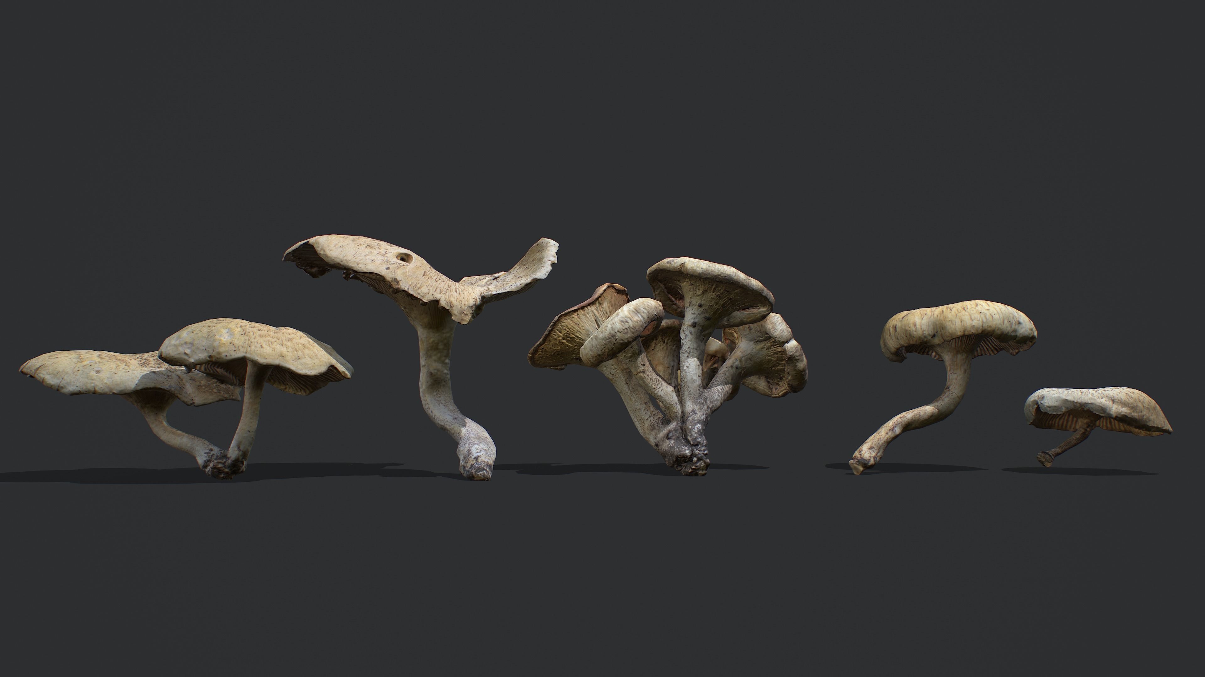 Wild Mushrooms - Lentinus Tigrinus Water Fungus Low-poly 3D model_4