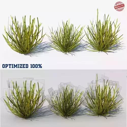 Euphorbia Larica Plants