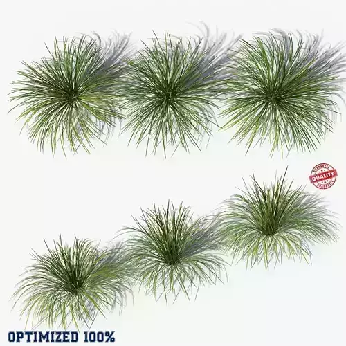 Muhlenbergia Rigens deergrass Low-poly 3D model