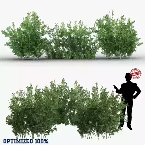 Lycium Shawii Shrubs Low-poly 3D model