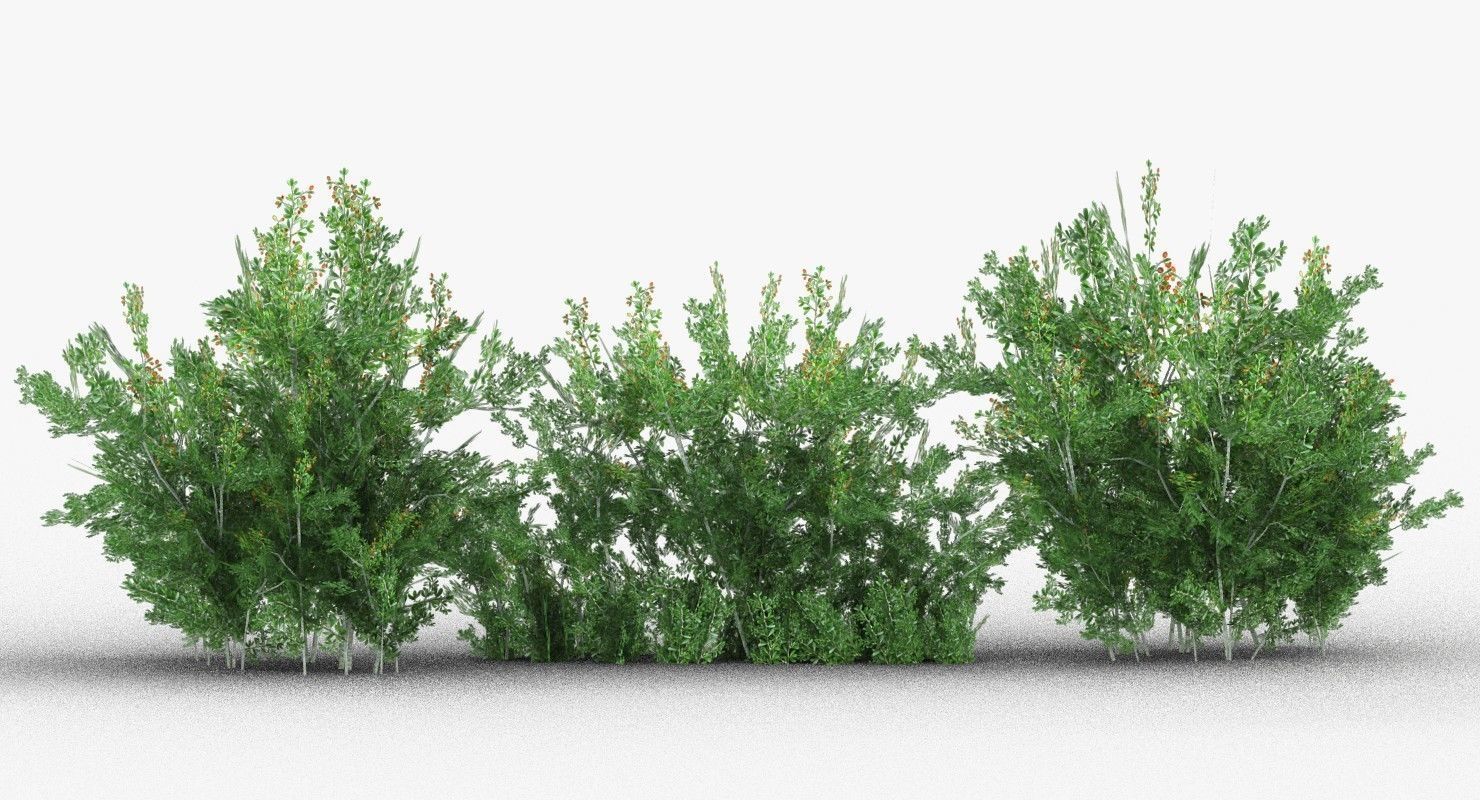 Lycium Shawii Shrubs Low-poly 3D model_2