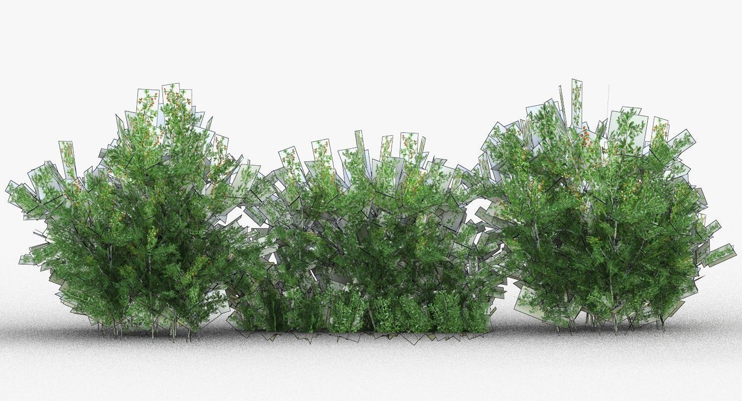 Lycium Shawii Shrubs Low-poly 3D model_4