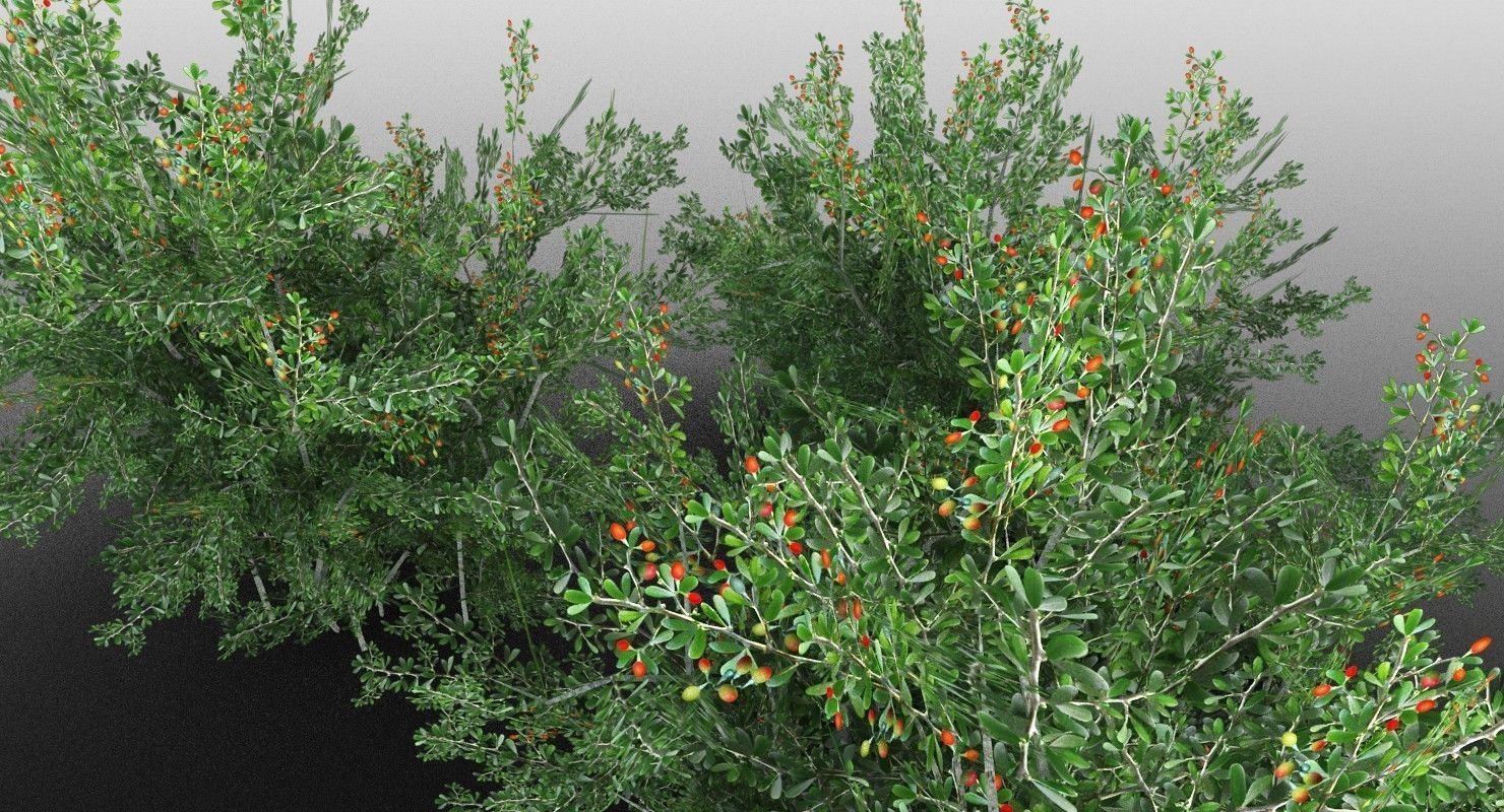 Lycium Shawii Shrubs Low-poly 3D model_3