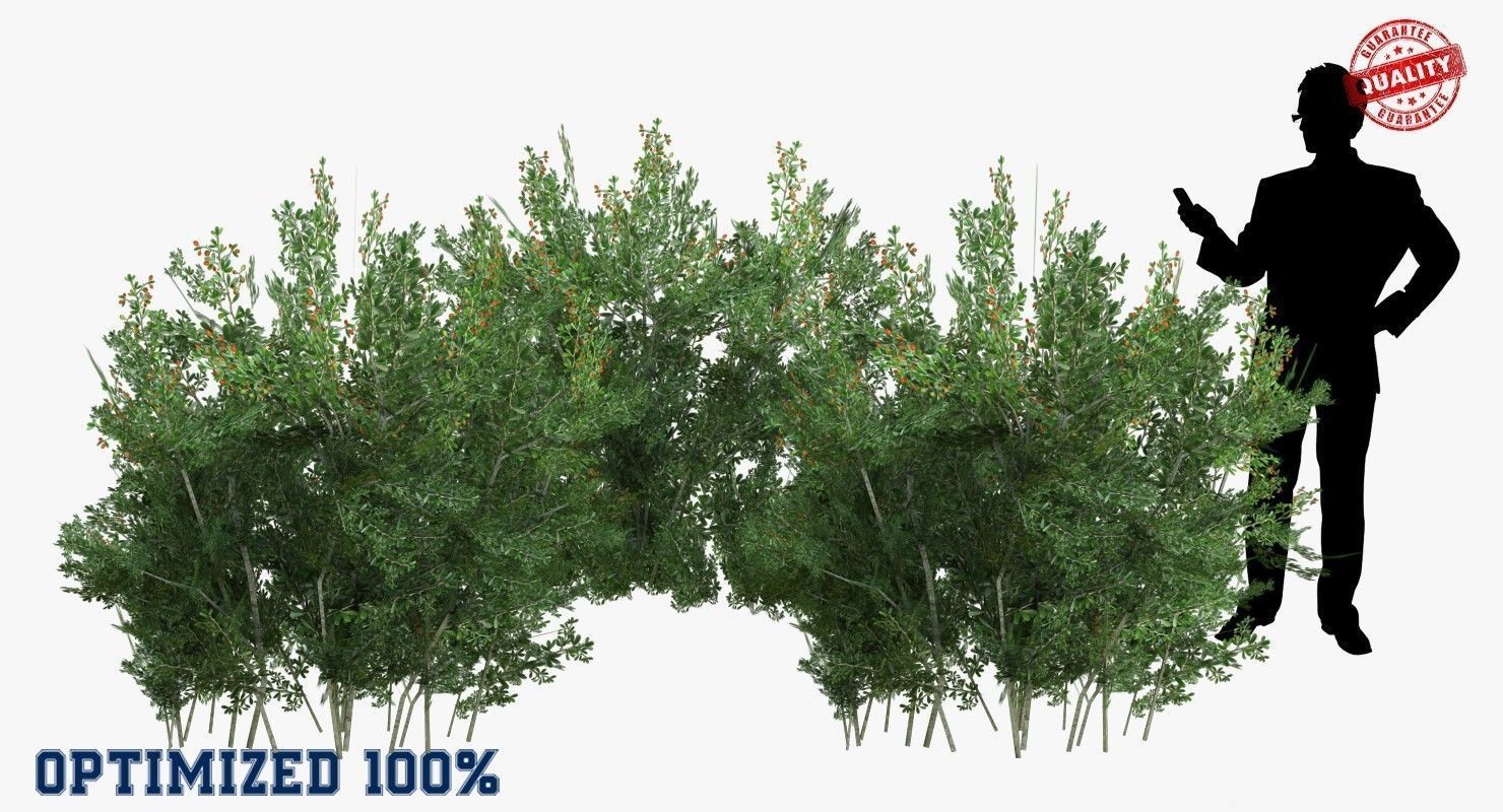 Lycium Shawii Shrubs Low-poly 3D model_1