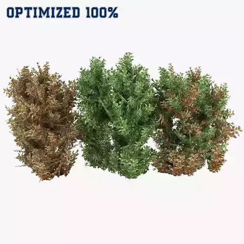 Alternanthera Shrubs