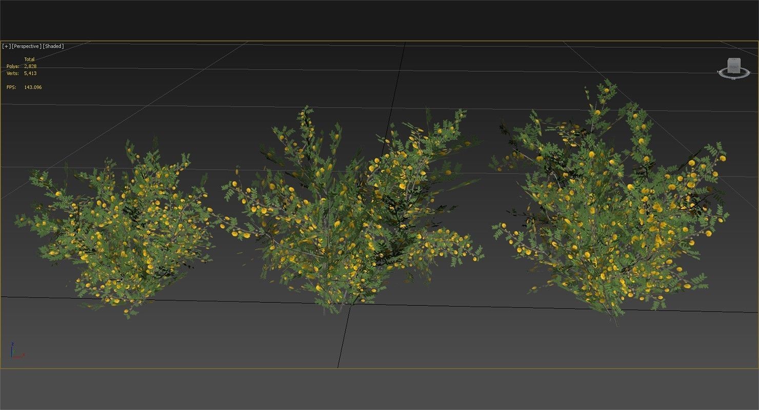 Acacia Ehrenbergiana Shrub Low-poly 3D model_9
