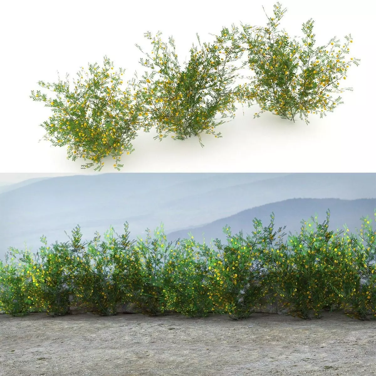 Acacia Ehrenbergiana Shrub Low-poly 3D model_0
