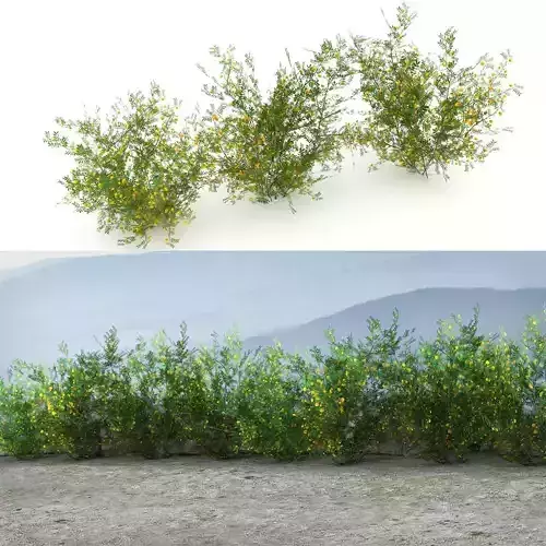 Acacia Ehrenbergiana Shrub Low-poly 3D model