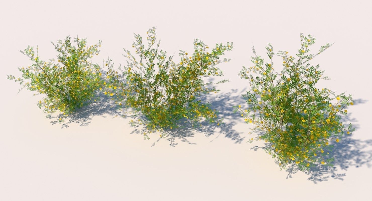Acacia Ehrenbergiana Shrub Low-poly 3D model_3