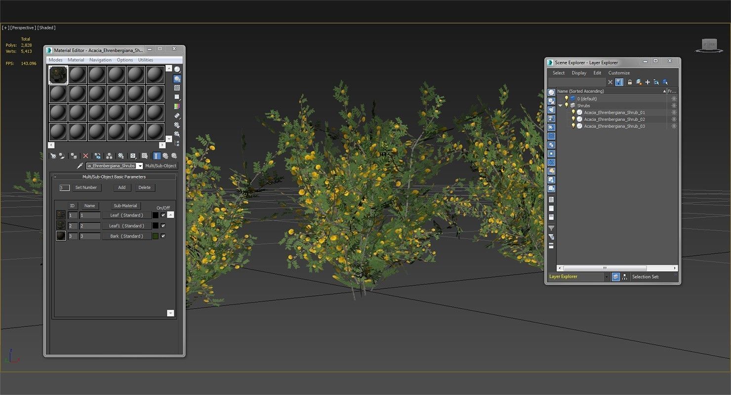Acacia Ehrenbergiana Shrub Low-poly 3D model_12