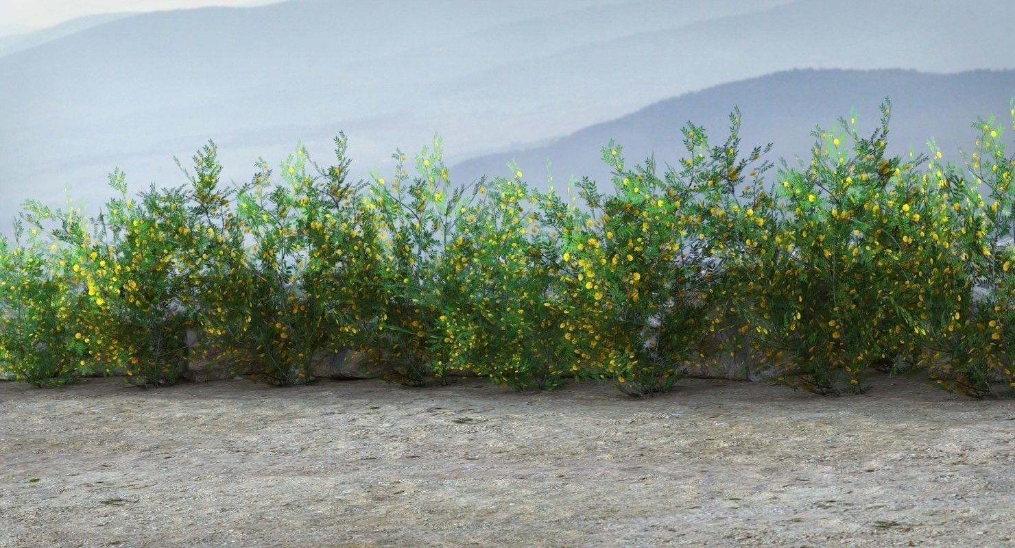 Acacia Ehrenbergiana Shrub Low-poly 3D model_1