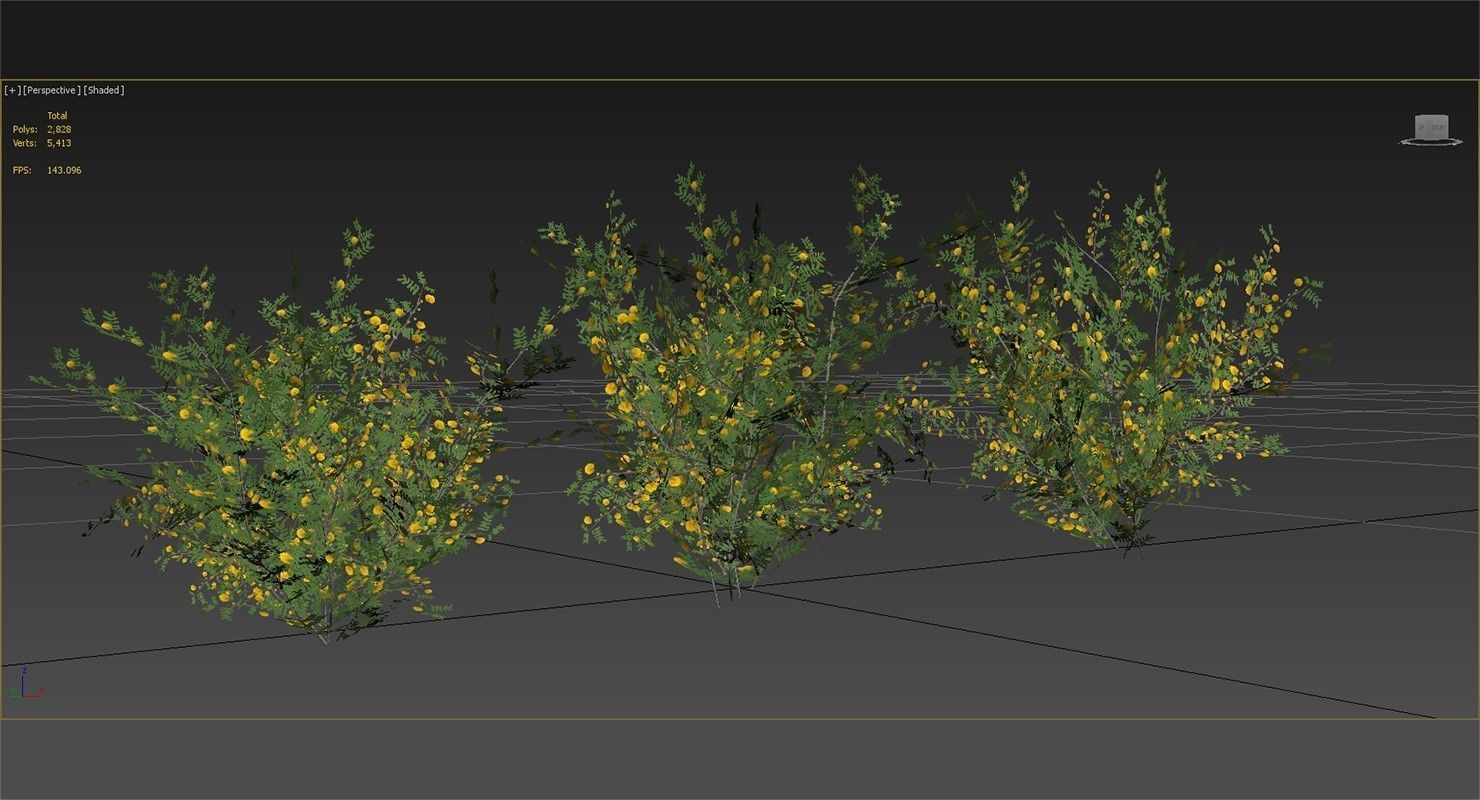 Acacia Ehrenbergiana Shrub Low-poly 3D model_11