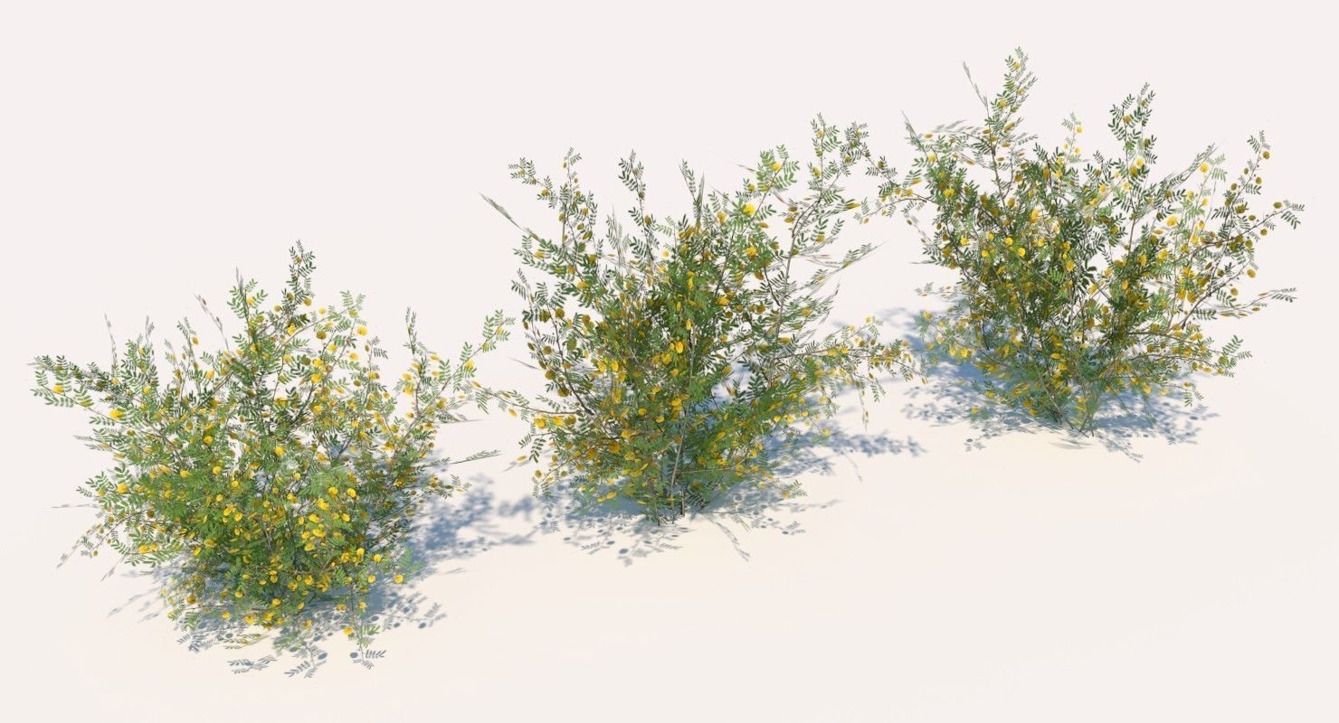 Acacia Ehrenbergiana Shrub Low-poly 3D model_2