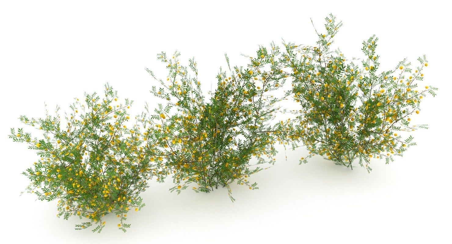 Acacia Ehrenbergiana Shrub Low-poly 3D model_4