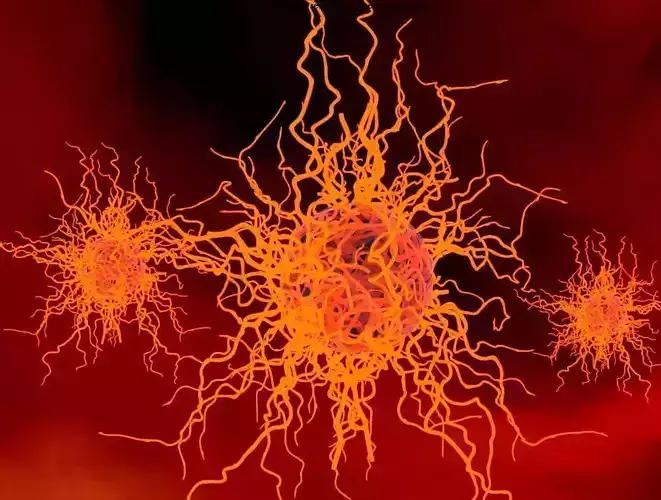 Bacterium microorganism  3D model
