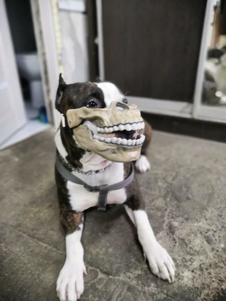 Dog muzzle 3D model 3D printable CGTrader